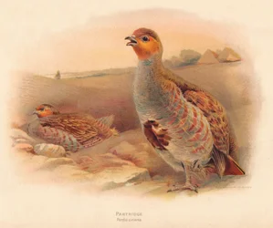 Rapphöna rapphöna, 1900, 1900
