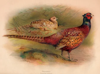 Fasan Phasianus colchicus, 1900, 1900