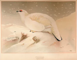 ripa Lagopus stum, 1900, 1900