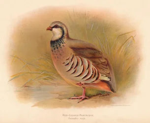Rödbensrapphöna Caccabus rufa, 1900, 1900