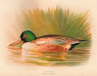 Shoveler Spatula clypeata, 1900, 1900
