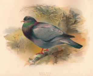 Stockduva Columba aenas, 1900, 1900