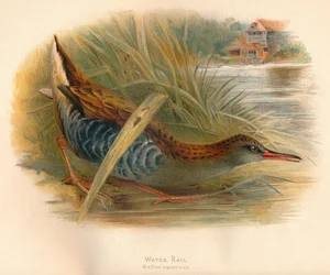 Vattenräls Rallus aquaticus, 1900, 1900