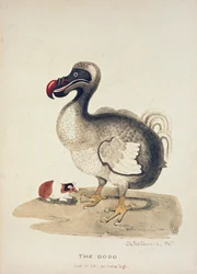 Studie av en Dodo och ett marsvin, 1847
