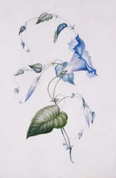 Blue convolvulus, 1832 (wc på papper)