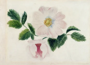 Rosa rosor (wc på papper)