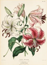 Japanska liljesorter, Lilium specioseum