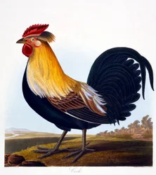 Tupp (Phasianus), graverad av Robert Havell Jr. (1793-1878), 1835