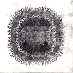 Plant Cells, 2019 (torrpunktsetsning)