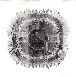 Plant Cells, 2019 (torrpunktsetsning)
