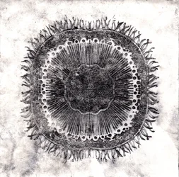 Plant Cells, 2019 (torrpunktsetsning)