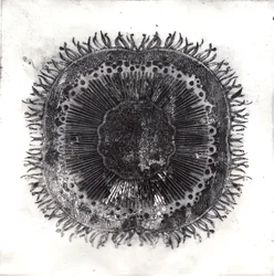 Plant Cells, 2019 (torrpunktsetsning)