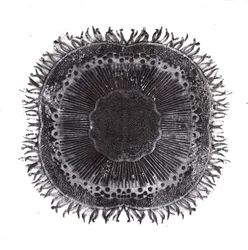 Plant Cells, 2019 (torrpunktsetsning)