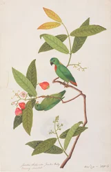 Blåkrönt hängande papegoja, från teckningar av fåglar från Malacka, c.1805-18 (wc på papper)