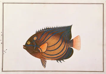 Blåringad Angelfish, från Drawings of Fishes from Malacca, c.1805-18 (wc på papper)