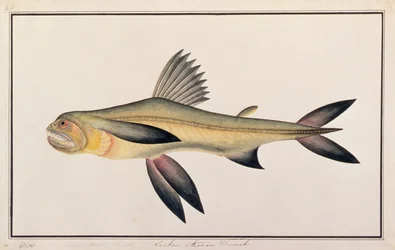 Bombay Duck, från Drawings of Fishes from Malacca, c.1805-18 (wc på papper)