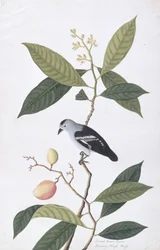 Booah Nawa Hawa, från Drawings of Birds from Malacca, c.1805-18 (wc på papper)