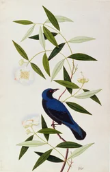 Boorah Farleeh, från Drawings of Birds from Malacca, c.1805-18 (wc på papper)
