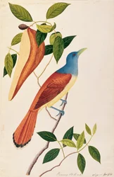 Boorong Seli-ah, från Drawings of Birds from Malacca, c.1805-18 (wc på papper)