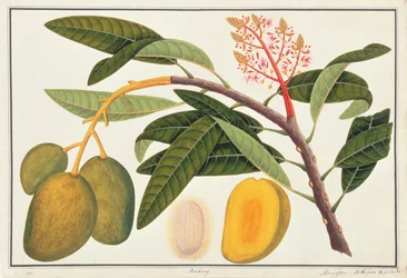 Buihang Mangifera, från Drawings of Plants from Malacca, c.1805-18 (wc på papper)
