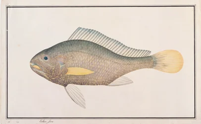 Croaker, från Drawings of Fishes from Malacca, c.1805-18 (wc på papper)
