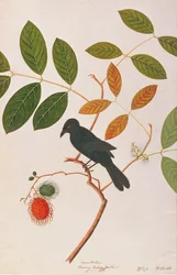 Kråknäbbsdrongo, från Drawing of Birds from Malacca, c.1805-18 (wc på papper)