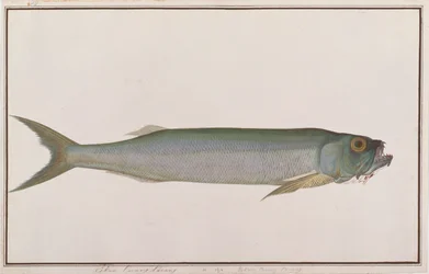 Dorab Wolf-silling, från Drawings of Fishes from Malacca, c.1805-18 (wc på papper)
