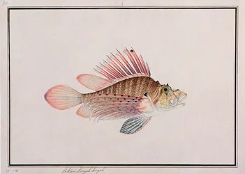 Eekan Linqah Singah, från Drawings of Fishes from Malacca, c.1805-18 (wc på papper)