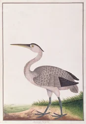 Grey Heron, från Drawings of Birds from Malacca, c.1805-18 (wc på papper)