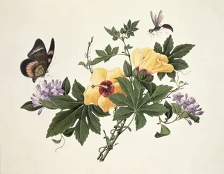 Hibiskus och fjäril