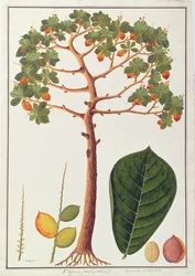 Klapang Terminalia Molucana eller Malay Almond, från Drawings of Plants from Malacca, c.1805-18 (wc på papper)