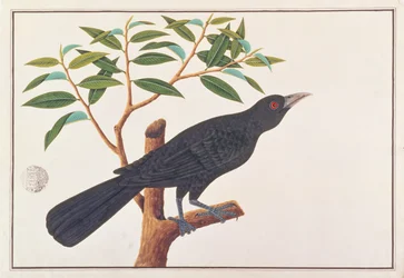 Koel, från Drawings of Birds from Malacca, c.1805-18 (wc på papper)