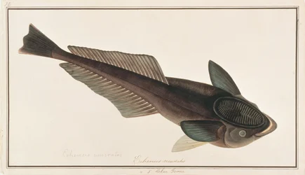 Levande Sharksucker, från Drawings of Fishes from Malacca, c.1805-18 (wc på papper)
