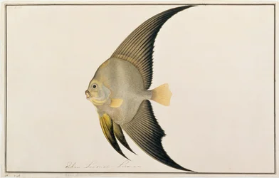 Långfenad fladdermusfisk, från teckningar av fiskar från Malacka, ca 1805-18 (wc på papper)