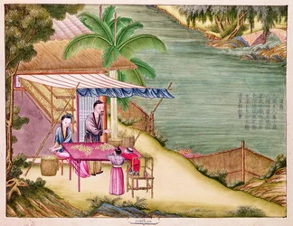 Ms 202 f.6 Sorting the Cocoons, från en bok om sidenindustrin (wc på papper)