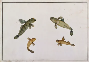 Mud Fish, Bloodo chiena, Bloodo La-ore, från Drawings of Fishes from Malacca, c.1805-18 (wc på papper)