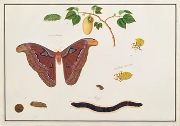 Sex leddjur, från teckningar av djur, insekter och reptiler från Malacka, c.1805-18 (wc och gouache på papper)