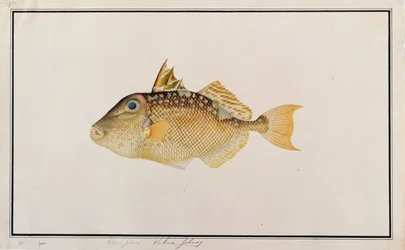 Starry Triggerfish, från Drawings of Fishes from Malacca, c.1805-18 (wc på papper)