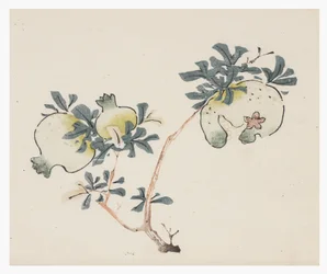 Tio bambuserier, 1700-tal