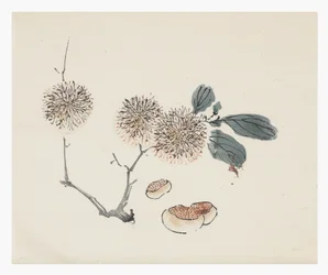 Tio bambuserier, 1700-tal