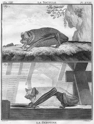 La Noctule & La Serotine, c1763.