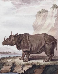 Noshörning (gravyr)