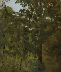 Gran i lövskogen