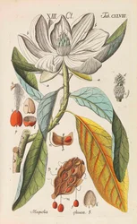 Botanisk handbok, 1808.