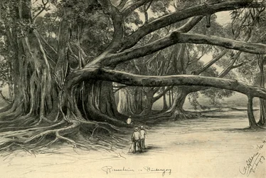 Jätteträd i Buitenzorg, Java, 1898.