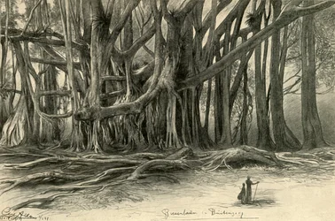 Jätteträd i Buitenzorg, Java, 1898.