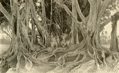 Jätteträd i den botaniska trädgården, Peradeniya, Kandy, Ceylon, 1898.
