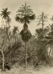 Talipotpalm efter blomning, Ceylon, 1898.