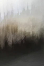 Sammanfattning: Skogens stillhet