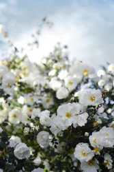Blommande vita rosor